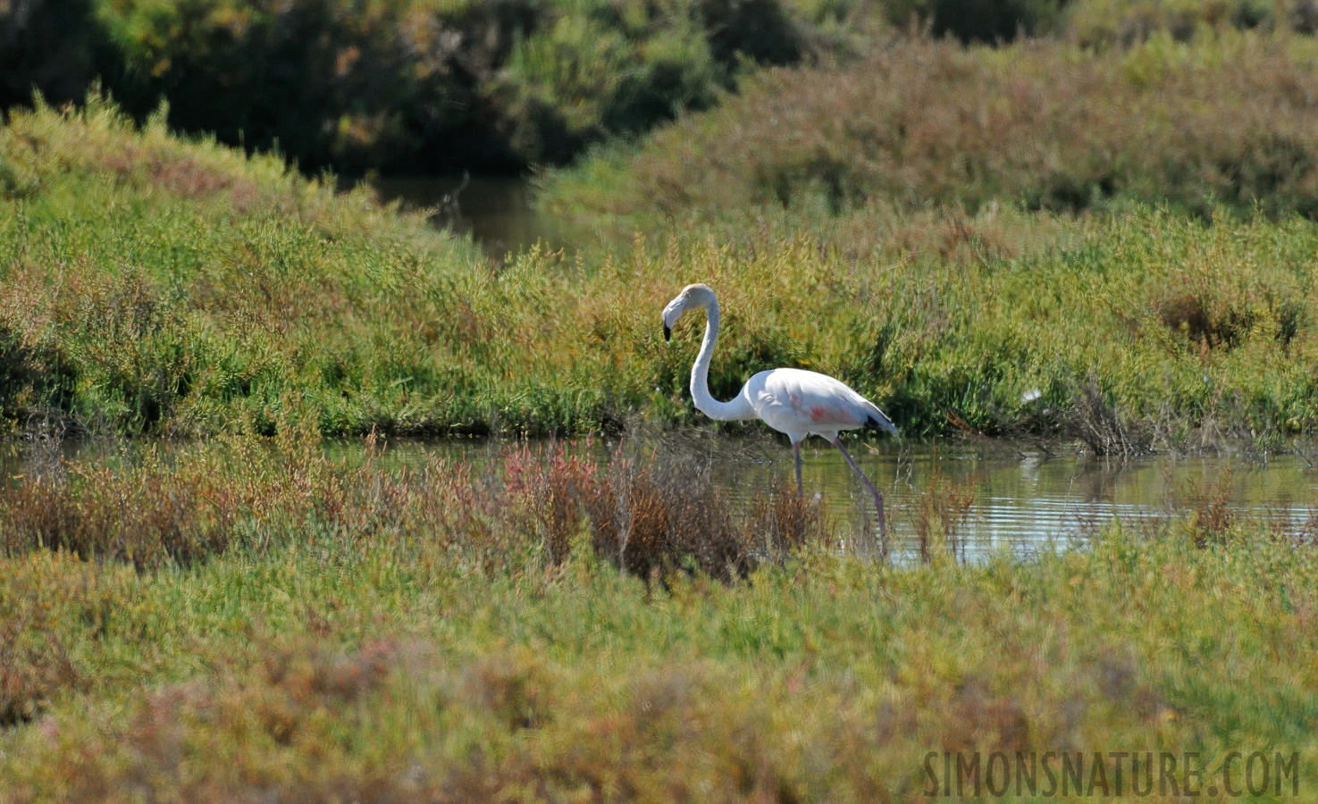 Phoenicopterus roseus [550 mm, 1/2500 sec at f / 8.0, ISO 1600]